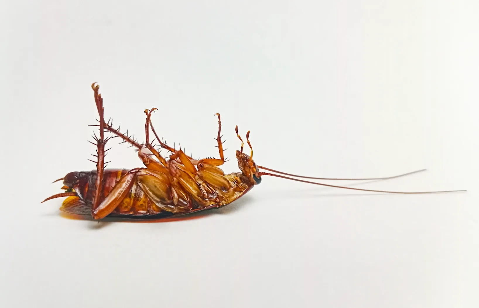 Cockroach Control